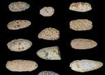 Lot: Fossil Seed Cones (Or Aggregate Fruits) - Pieces #148845-1